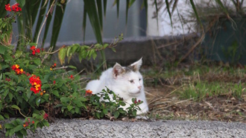 Una nostra lettrice interviene sulla colonia felina a Taggia e sul gatto … – SanremoNews.it