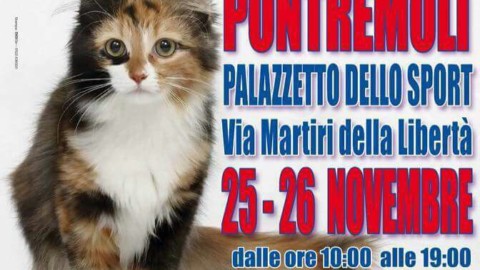 I gatti più belli del mondo in mostra a Pontremoli – Eco della Lunigiana – Eco Della Lunigiana