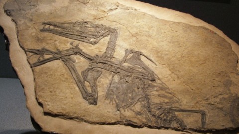 Com'era la Lombardia nel Triassico Dallo Pterosauro del Caffi fino a… – Bergamo Post