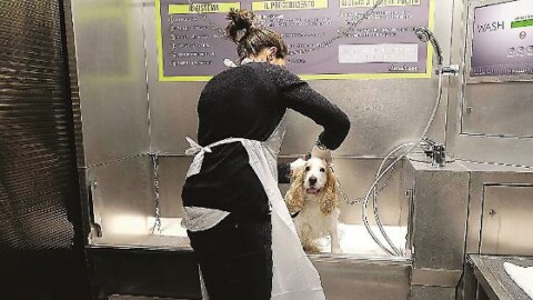 Lavaggio self-service per cani: «Una spa aperta notte e giorno» – Corriere Romagna