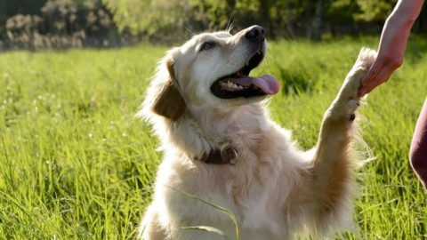 Un corso per conoscere meglio il proprio cane e ottenere il “patentino” – RavennaToday