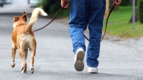 Ricerca, cardiologo: chi ha un cane è “costretto” a muoversi di più – Meteo Web