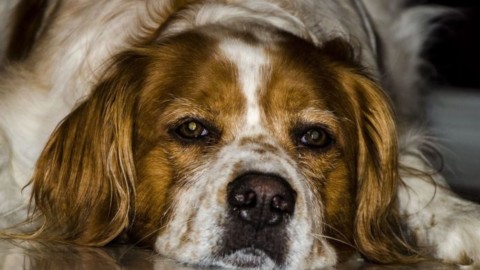 Natale con un cane in cerca di famiglia? Attenzione da chi lo adottate – Qui Brianza News (Comunicati Stampa) (Blog)