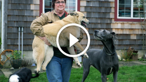 La commovente storia di un cane che è tornato a correre [video] – Petpassion.tv