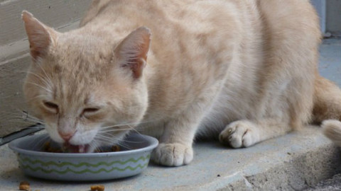 Gatti: trucchi per socializzare un felino recuperato dal gattile – GreenStyle
