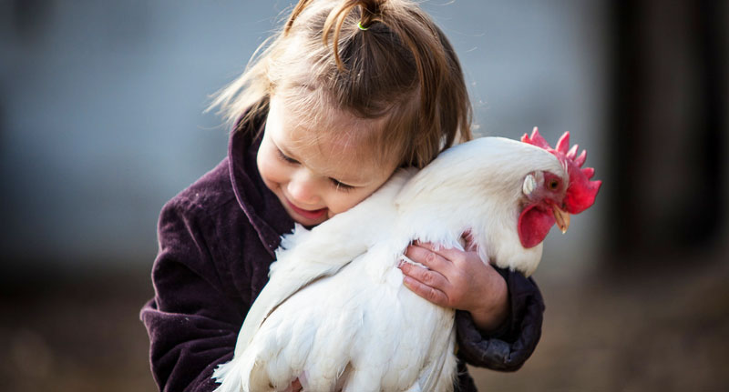 LA gallina come animale d'affezione e compagnia | Tuttosullegalline.it