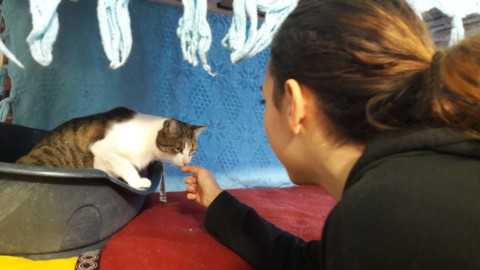 I social per il sociale: un progetto di pet therapy crea video di gatti … – Il Sole 24 Ore