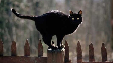 L'esame anti superstizione tra specchi rotti e gatti neri – La Stampa