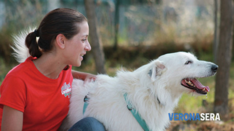 Domenica 19 novembre al LiveDog Park “Cani che hanno naso!” – Verona Sera