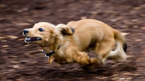 Ecco perché i cani corrono come impazziti all'improvviso: “Necessità … – Il Gazzettino