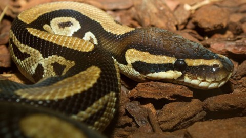 Immagini shock: serpente gigante ingoia un cane e poi lo vomita … – Velvet Pets