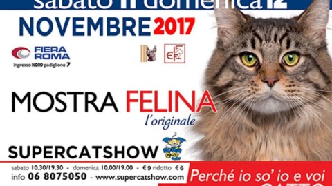 Amanti dei gatti unitevi, a Roma l'11 e 12 novembre c'è il “SuperCat … – Dire