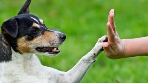 I cani un toccasana per la salute, averne uno allunga la vita – Meteo Web