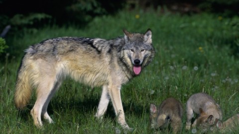 Attenti al lupo… o all'uomo? Oggi Stato e Regioni decidono sugli abbattimenti