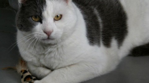 E' scomparso il gatto Freccia Arosio si mobilita LE FOTO – Giornale di Como