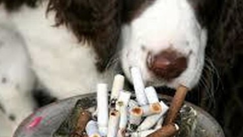 Gran Bretagna, i cani ei gatti dei fumatori vivono di meno: lo svela … – Il Messaggero