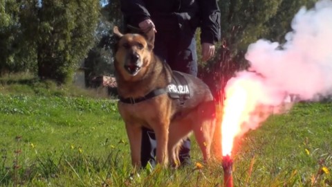 Botti di Capodanno: i consigli della Polizia per chi ha un cane – La Repubblica