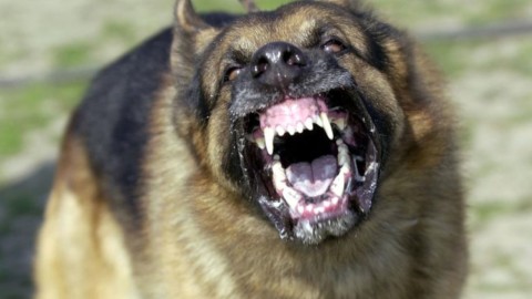 Cani azzannano a morte cagnolino a spasso con la padrona a … – Radiogold