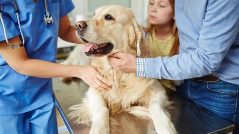 Cane scappa dalla clinica veterinaria: è risarcibile il danno non … – Il Quotidiano Giuridico