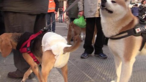Savona, la carica dei 500 (cani) contro la sindaca: «Ritiri quell … – Il Secolo XIX