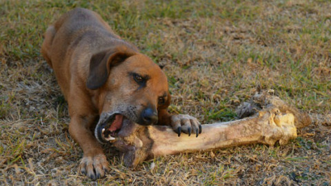 Cani: le ossa fanno bene? – GreenStyle