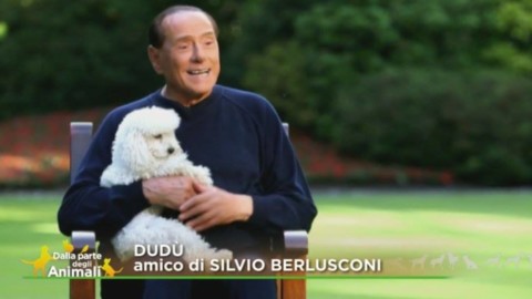 Berlusconi verso il voto: “Diritti animali in Costituzione e … – Il Sole 24 Ore