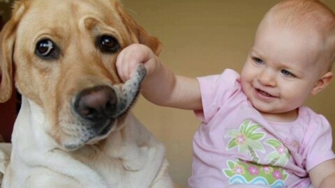 Il cane è come uno “scudo” contro l'asma nei bimbi, il gatto ne … – Tiscali.it