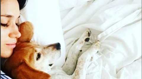 Meghan Markle preoccupata per l'amato beagle Guy, il cane ha due … – Gossip Fanpage