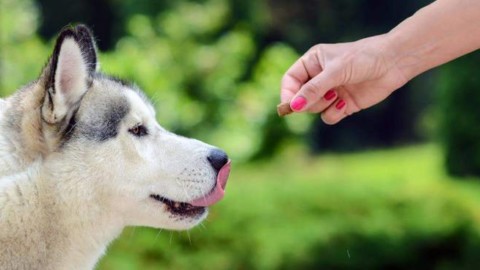 Il cibo nel percorso di apprendimento del cane: utile o dannoso? – Riviera24.it