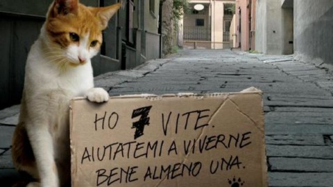 “Odio i gatti e gli animalisti”: lasciata una lettera a fianco del micio … – L'Eco Vicentino (Comunicati Stampa)
