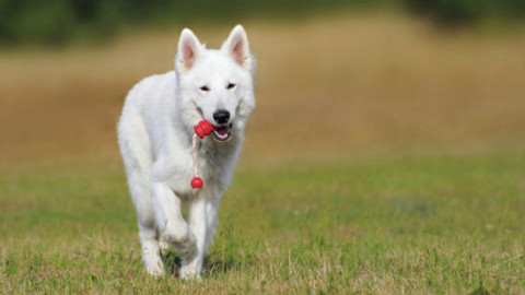 Cani e routine quotidiana: 5 attività da fare ogni giorno – GreenStyle
