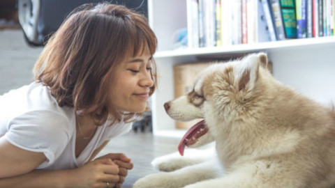Cani: 4 consigli per pulire le orecchie – GreenStyle