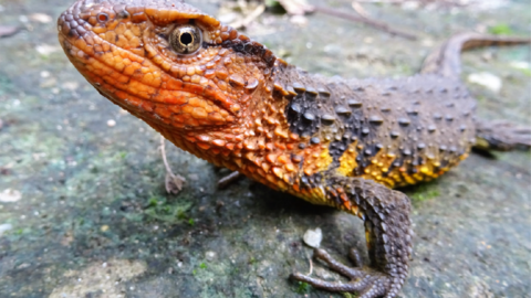 Animali, gli scienziati scoprono 11 nuove specie nel Mekong – Dire