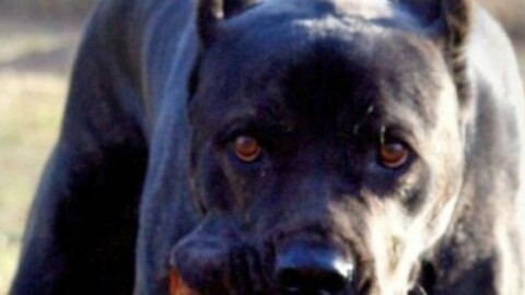 Portopalo, corriere catanese morso da cani muore durante consegna – La Sicilia
