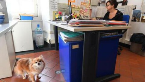 Con il proprio cane a lavorare in ufficio? A Genova si può – La Sicilia