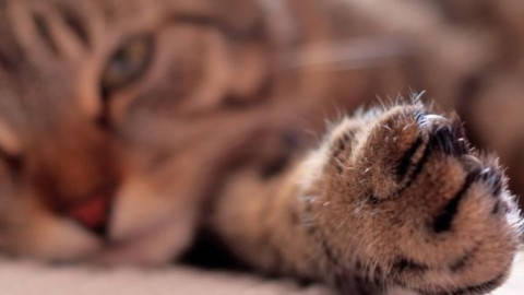 Non solo gli uomini, anche i gatti possono essere destri o mancini – Fidelity News