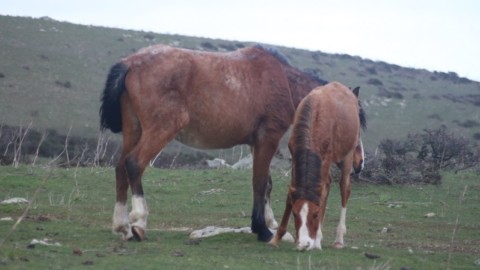 Sardegna, emergenza cavalli: abbiamo portato cibo, necessario monitorare