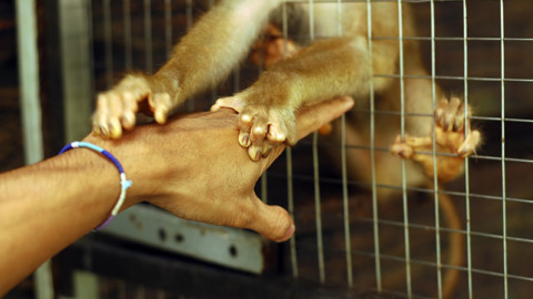 Gas di scarico testato su scimmie, sperimentazioni ferme al secolo scorso
