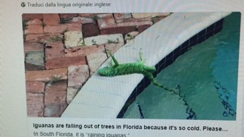 In Florida piovono dagli alberi iguana verdi congelate – askanews
