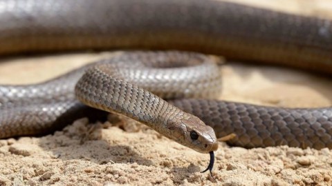 Australia, tenta di salvare il proprio cane dal serpente velenoso: il rettile lo morde e lo uccide – Il Mattino