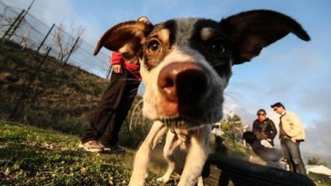 La Cassazione: mettere il collare anti-abbaio al cane è reato penale … – Il Mattino
