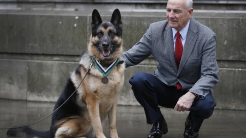 La Dickin medal assegnata postuma a Chips, cane Usa eroe dello … – Il Sole 24 Ore