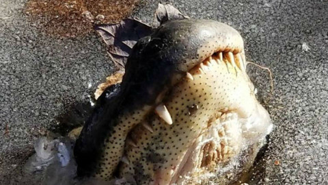 Gelo in Usa, alligatori sopravvivono grazie al muso fuori dal ghiaccio – Sky Tg24