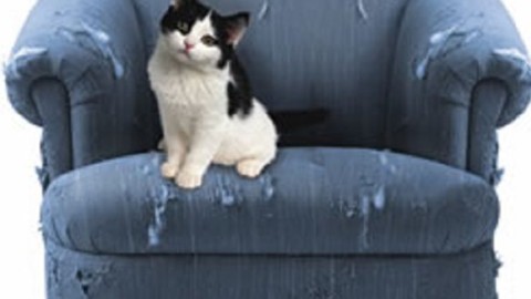 Gatti e dispetti, come educare un gatto dispettoso – MondoGatti.com (Blog)