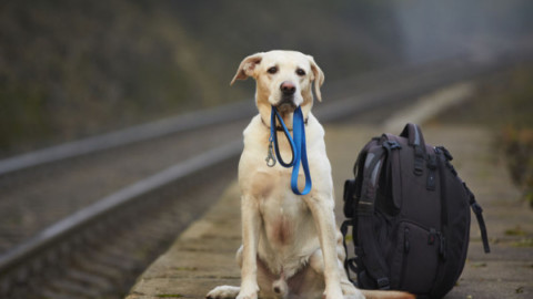 Cane o gatto sul treno: posso portarlo? – La Legge per Tutti