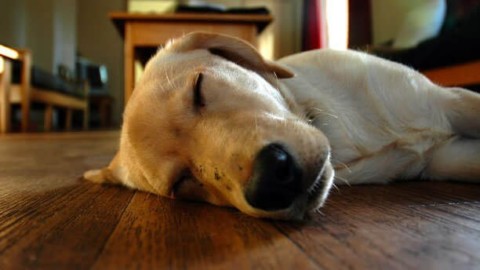 Attenzione: se il cane dorme in questo modo potrebbe essere … – Velvet Pets