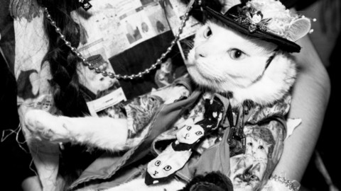Cat People: il mondo dei gatti come non l'avete mai visto – Vanity Fair.it