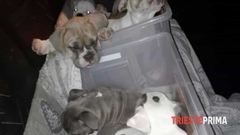 Cuccioli nel bagagliaio senza aria né luce: sequestrati 7 cani di razza – Triesteprima.it