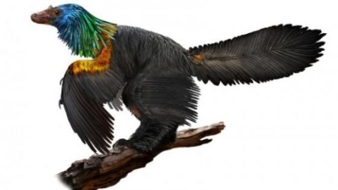 Dinosauro arcobaleno, il coloratissimo rettile scoperto in Cina – Scienzenotizie.it (Comunicati Stampa) (Blog)