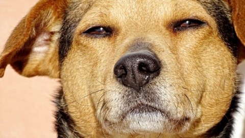 I cani fanno gli “occhi dolci” solo agli umani – YouAnimal.it (Comunicati Stampa) (Blog)